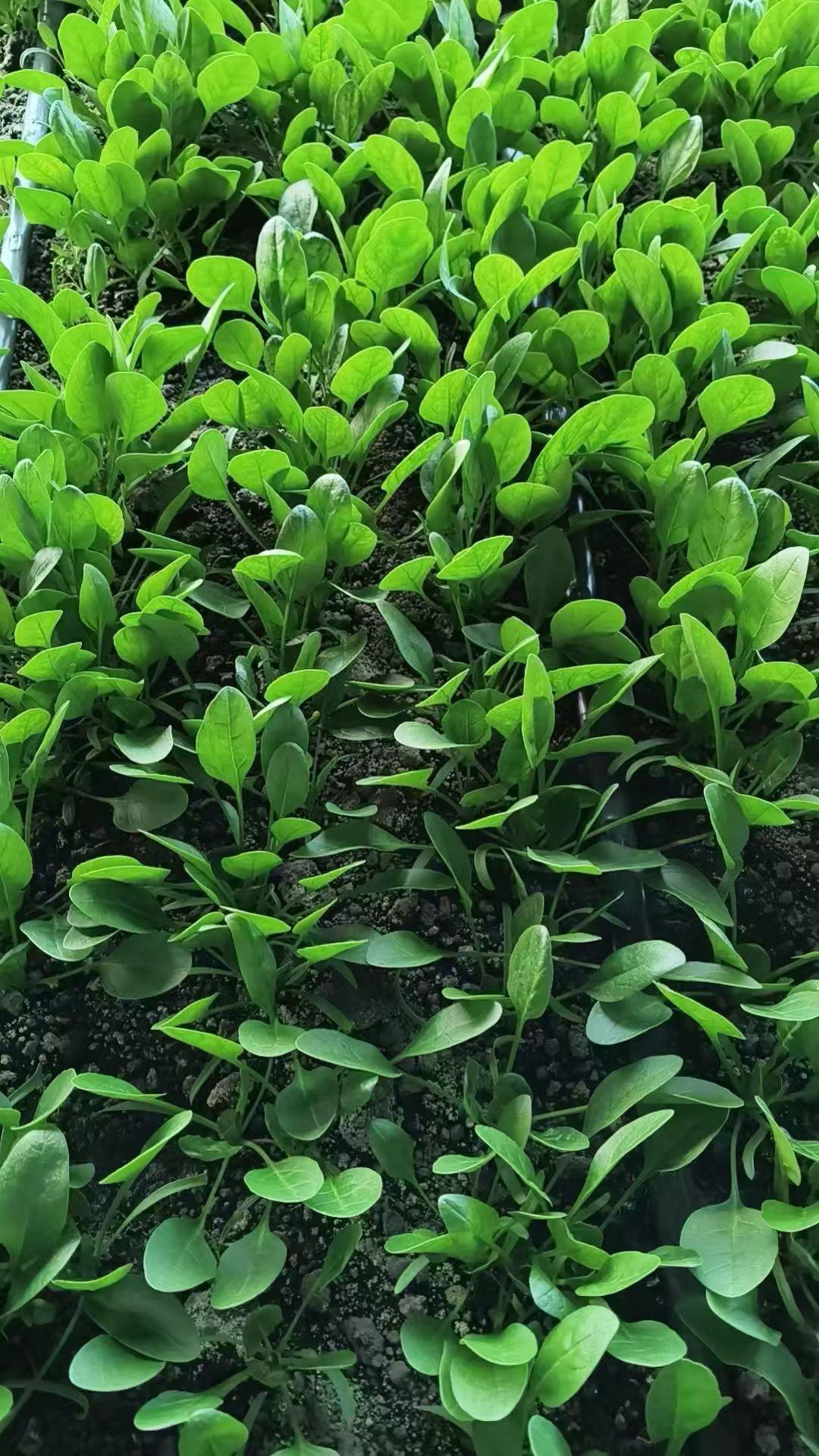 记录我的2026菠菜菠菜