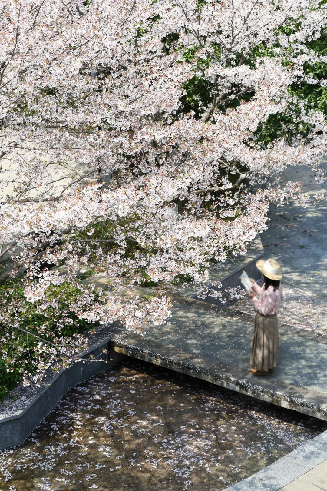 三月的武汉直接封神❗️7个绝美赏樱地美哭