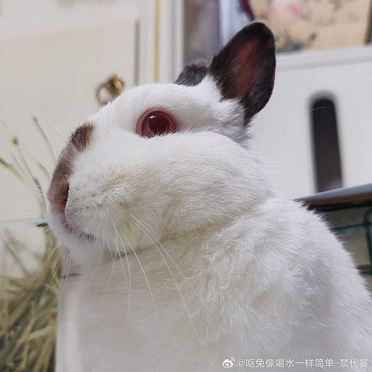 15018🐇【戳】大胖脸 ​​​