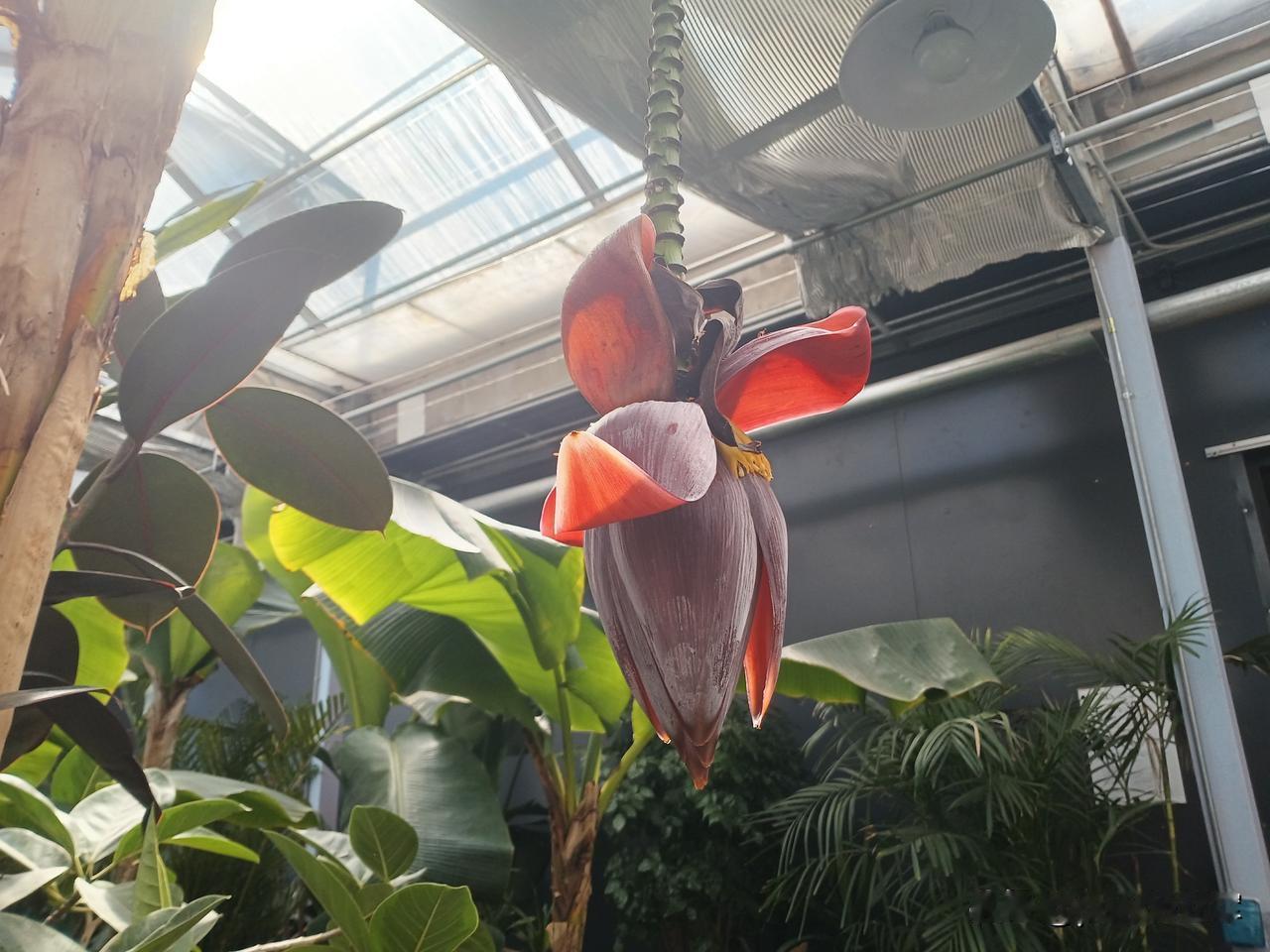 这个花，是我在长春青怡坊植物仓拍的，第一次看到，我叫它香蕉花，这个花的长径上长的