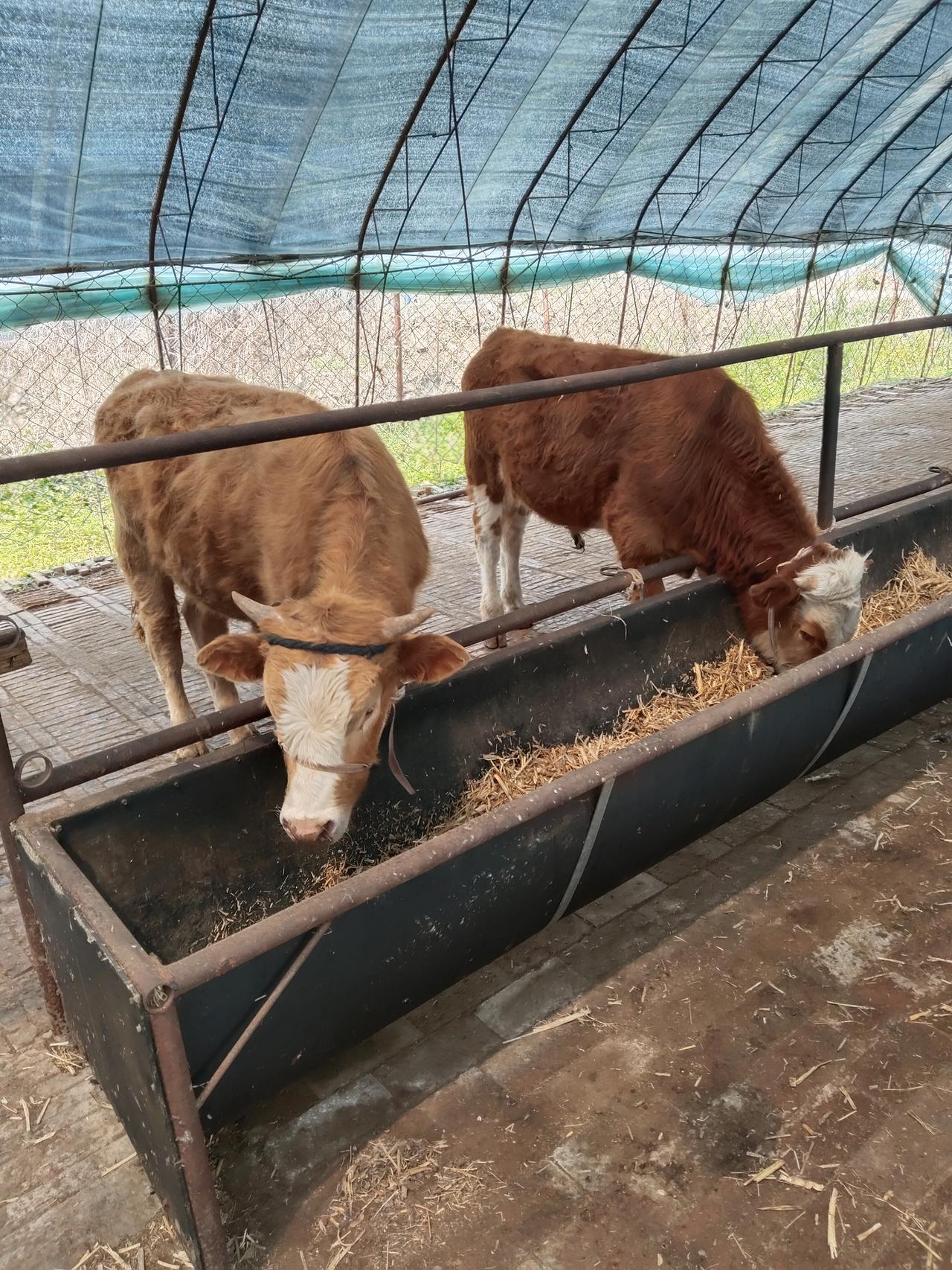 家人们！今儿必须掰开揉碎唠唠养牛这行！这哪是养牛啊，简直是在刀尖儿上跳舞，步步都