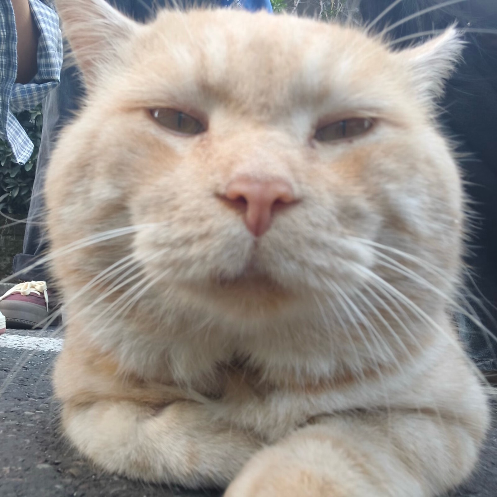 就是这只猫 之前上课路过我说他好胖给了我一巴掌 
