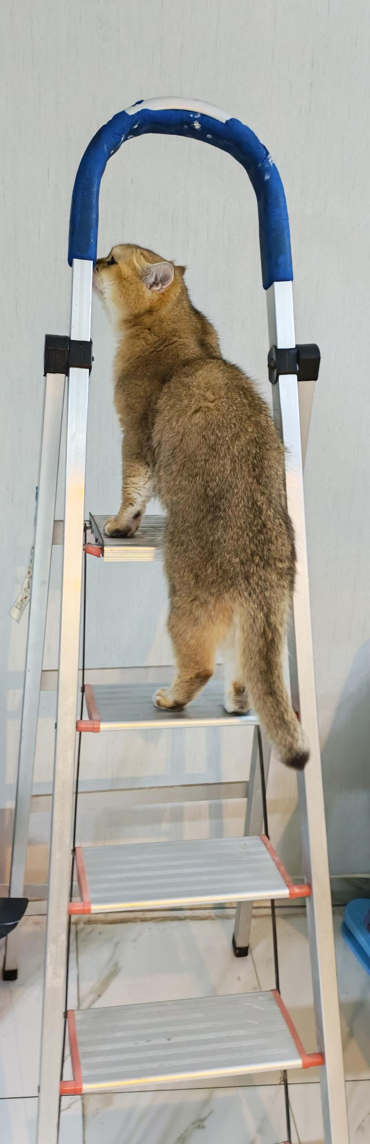 今天让我最开心的一件事，看到我们家的小猫居然会爬楼梯了，四月的第一天，真是太有趣