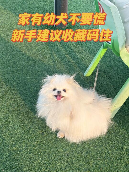 伯纳天纯真的太适合幼犬啦！！