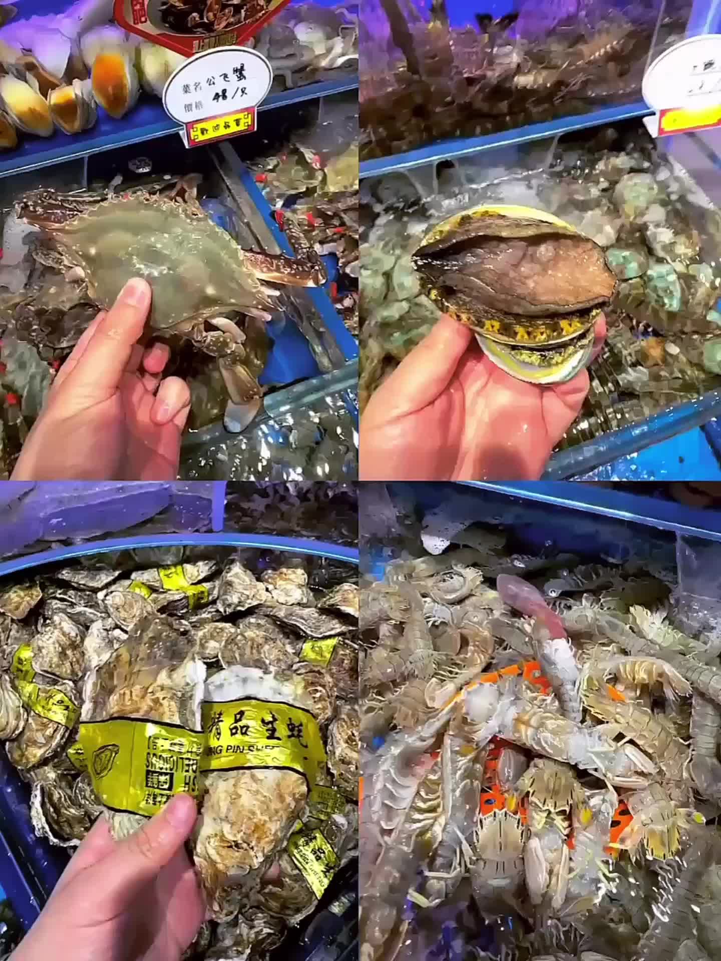 Wmls认证！连吃四周的金太阳有什么魔力 家人们，谁懂啊？ Wmls练...