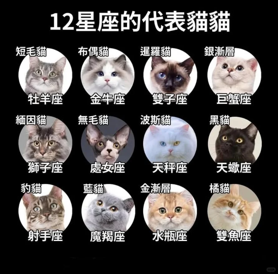 关于小猫的梗图🦴