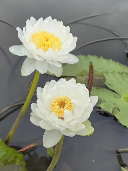 澳洲睡莲 白鹭