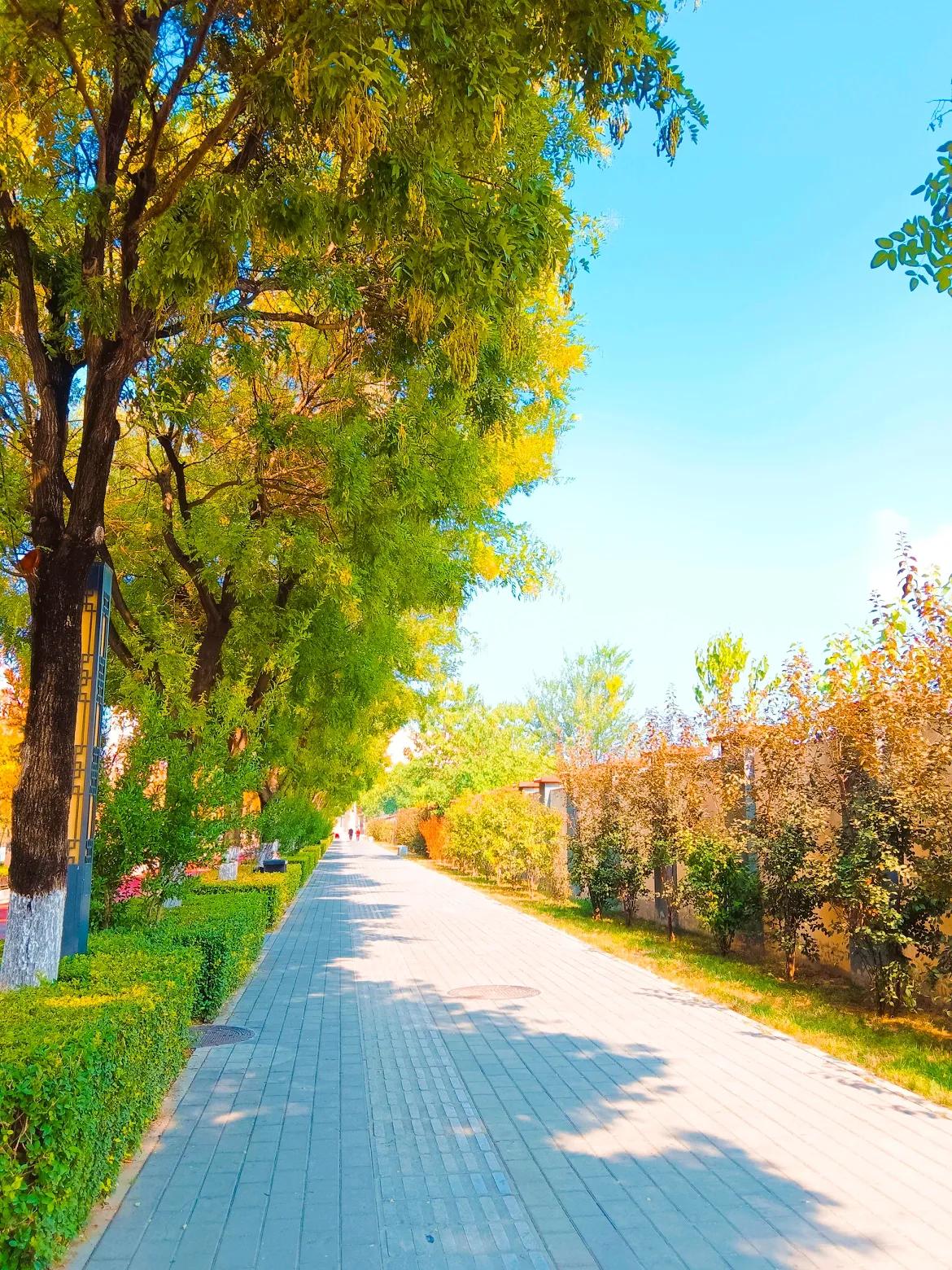 #记录美好生活点滴#
一路上槐花树又是开花又结果呢？秋天的风，一阵阵地吹过，想起