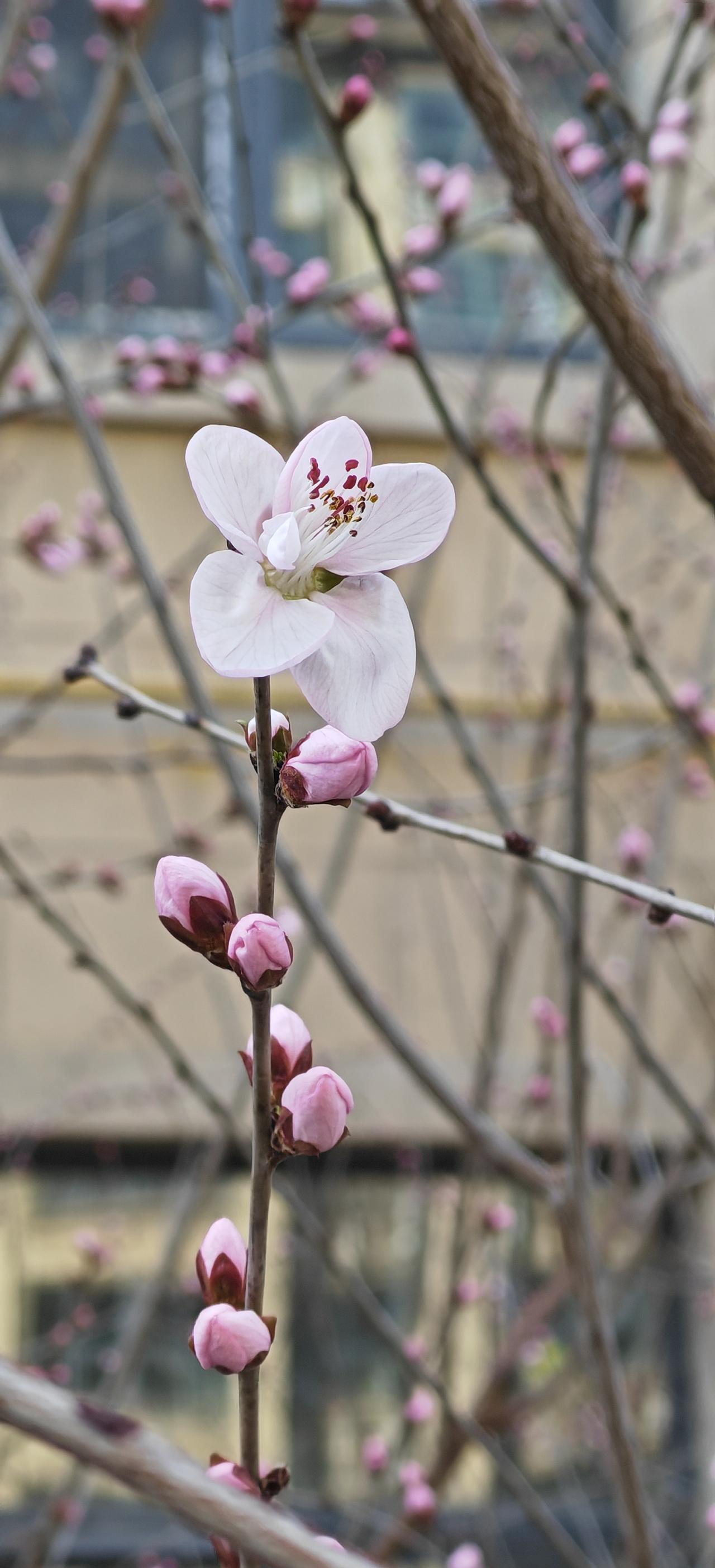 拍到桃花，花开一朵。
       烟台的春天真要来了，今天拍到桃花一朵，证明花