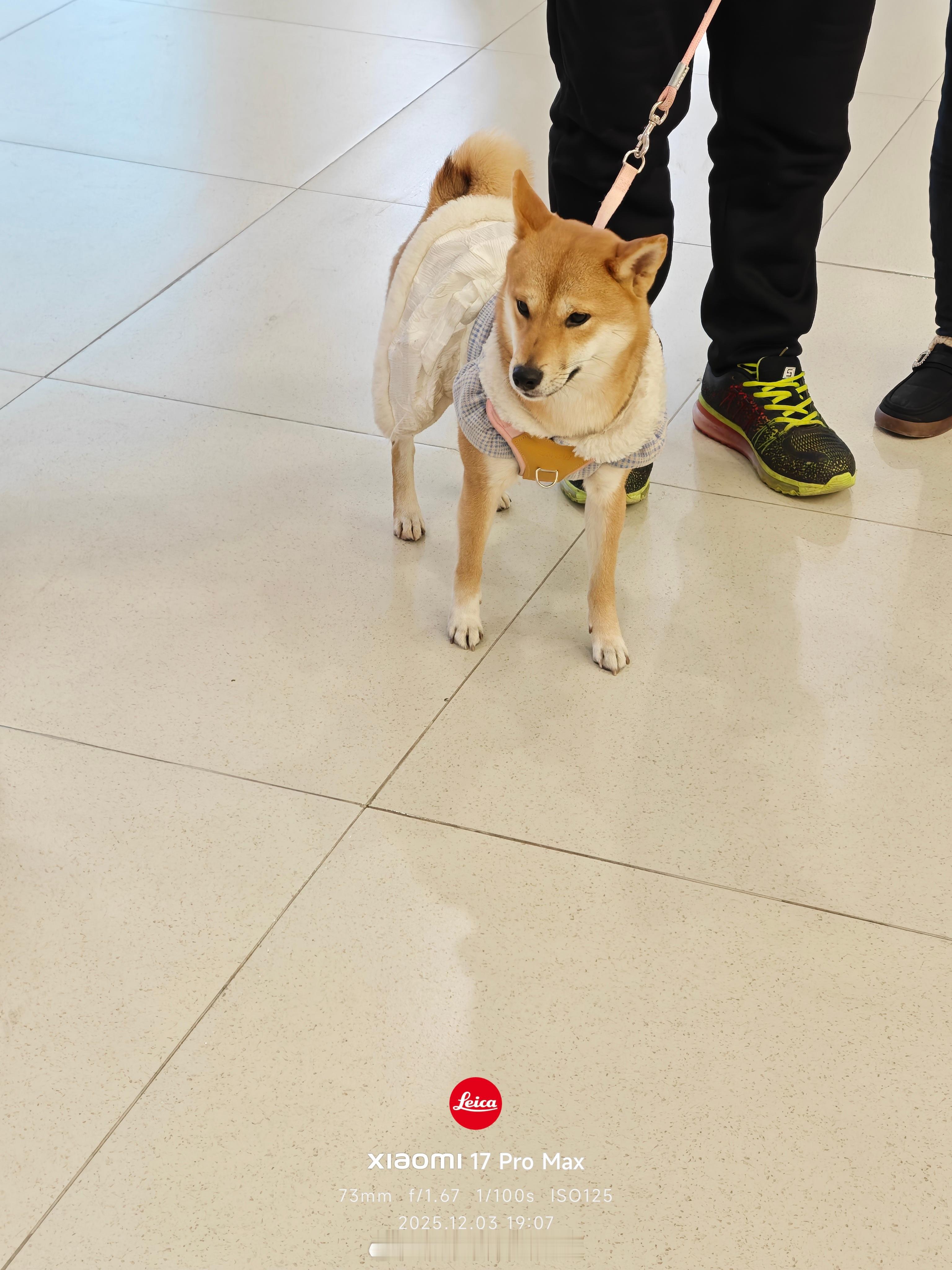 这不是家同款汪汪吗，叫啥来着……