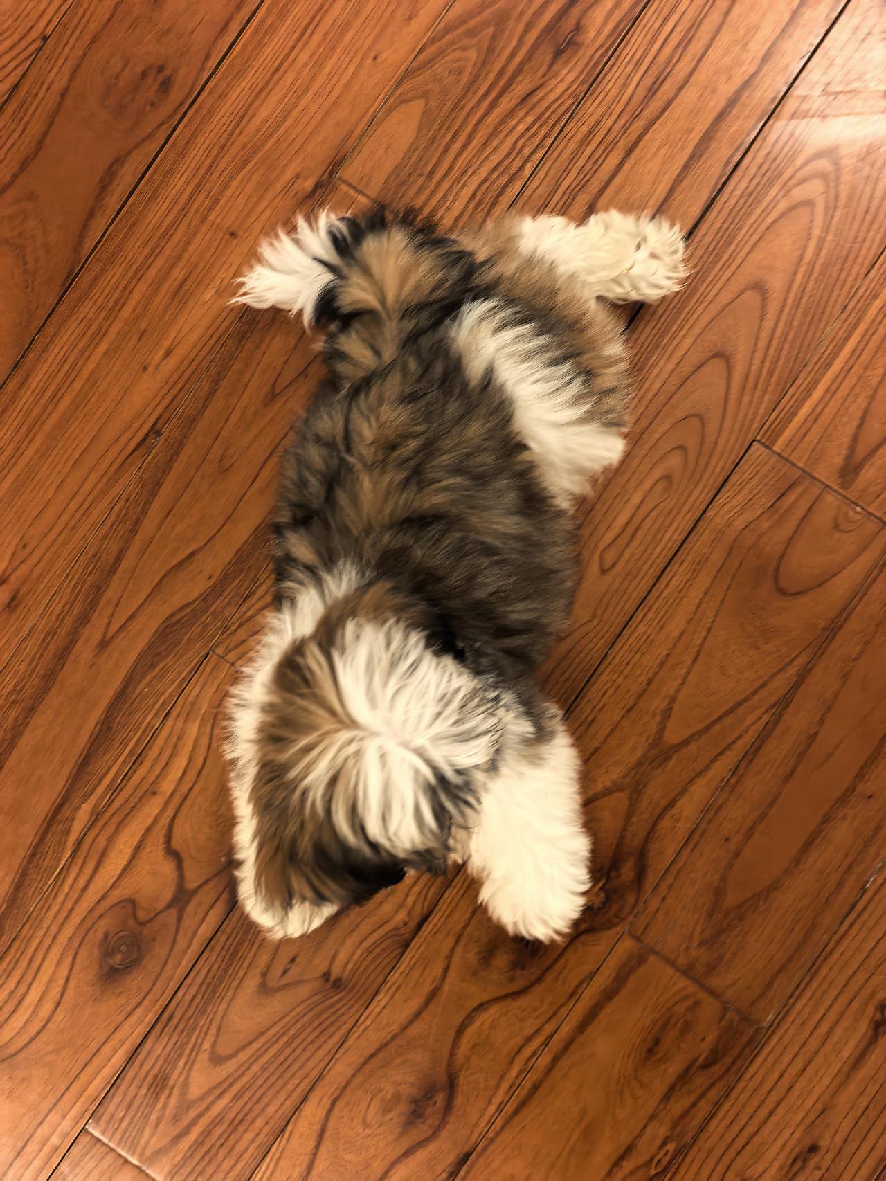 给飞儿收养了个弟弟