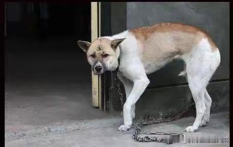 反贼公知美吹精日，给支持中国立场的爱国网友起了个污名化的绰号“夹头”。
那么对应