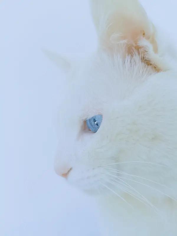 日字加一笔，你能写出多少个字白，自，旦，田，旧，申，甲，由