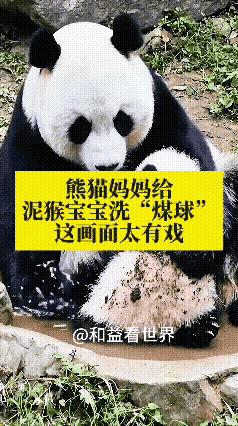所谓娘在家就在，娘的感染力永远最伟大
看到大熊猫妈妈给小熊猫撩水洗脸这一幕，让我