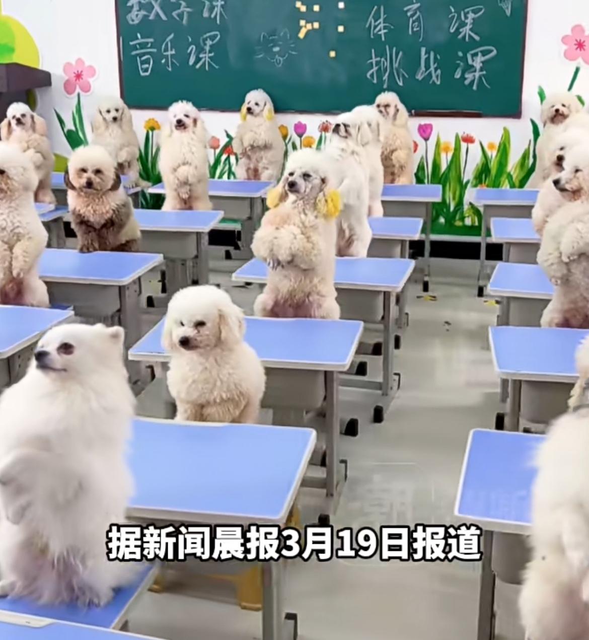 上海的狗狗也开始上幼儿园了，日托98到138元，有些家长跨区1小时接送狗狗上学，