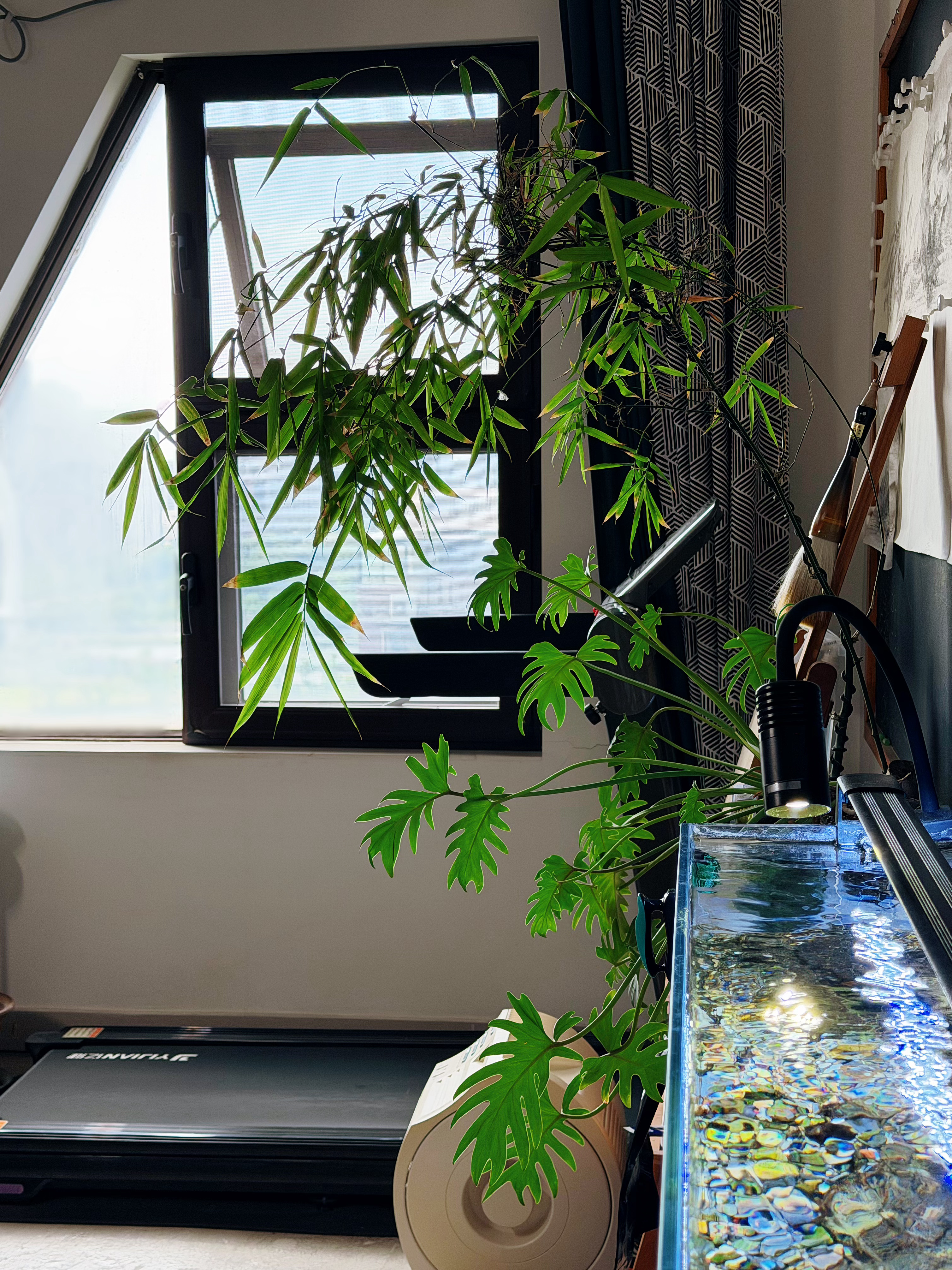 天气凉快下来啦，多肉开始浇水浇水[哈哈][哈哈]。这一周来我都在逐渐加大浇水量，