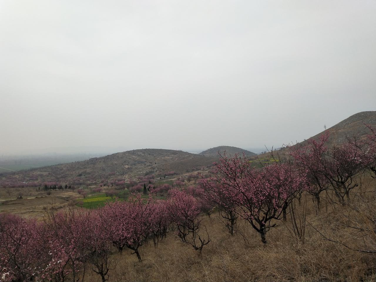 今天导航去萧县。看漫山梅花。

千万别导航去王山窝村。
不然你根本看不到梅花，看