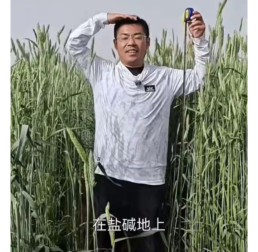 如今食物不健康，小麦都可以种到沙漠地方去了。

在沙漠，小麦长得比人还高，这个小