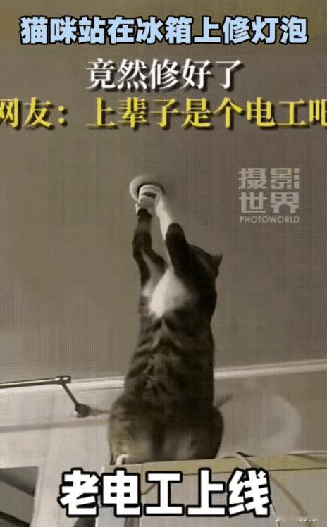 别再说猫只是“高冷主子”！
山东这只“持证电工猫”，
直接颠覆了对喵星人的认知。
