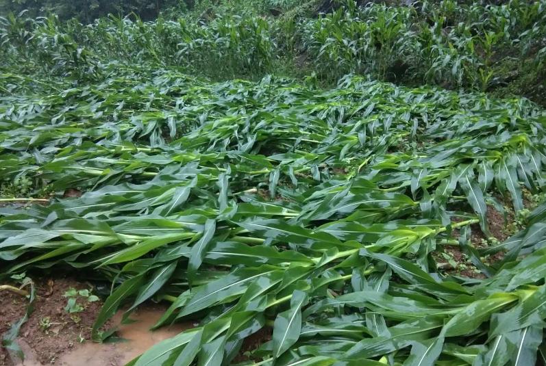 怪事！沙漠突发洪水，一夜之间形成700个湖泊，沙漠要变绿洲？
塔卡拉玛干沙漠突发