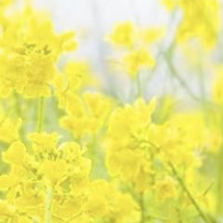 0000sry今晚种什么 种植油菜花1、播种：将油菜花按一定的间隔来一排排的播种