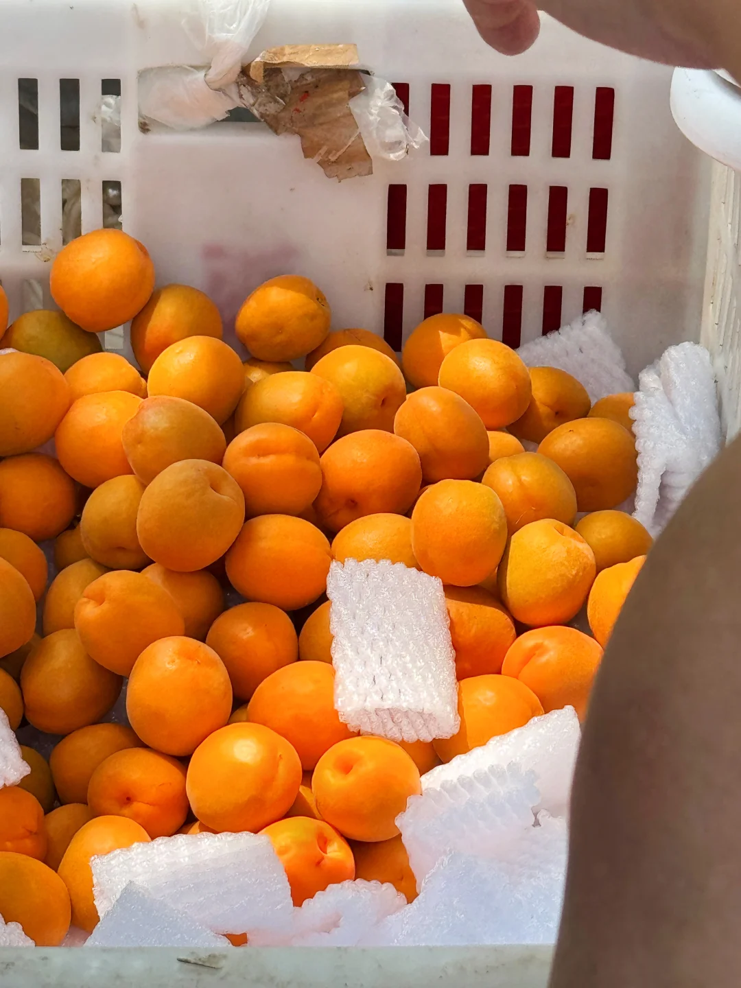 终于发现一款可以纯甜的杏子了…