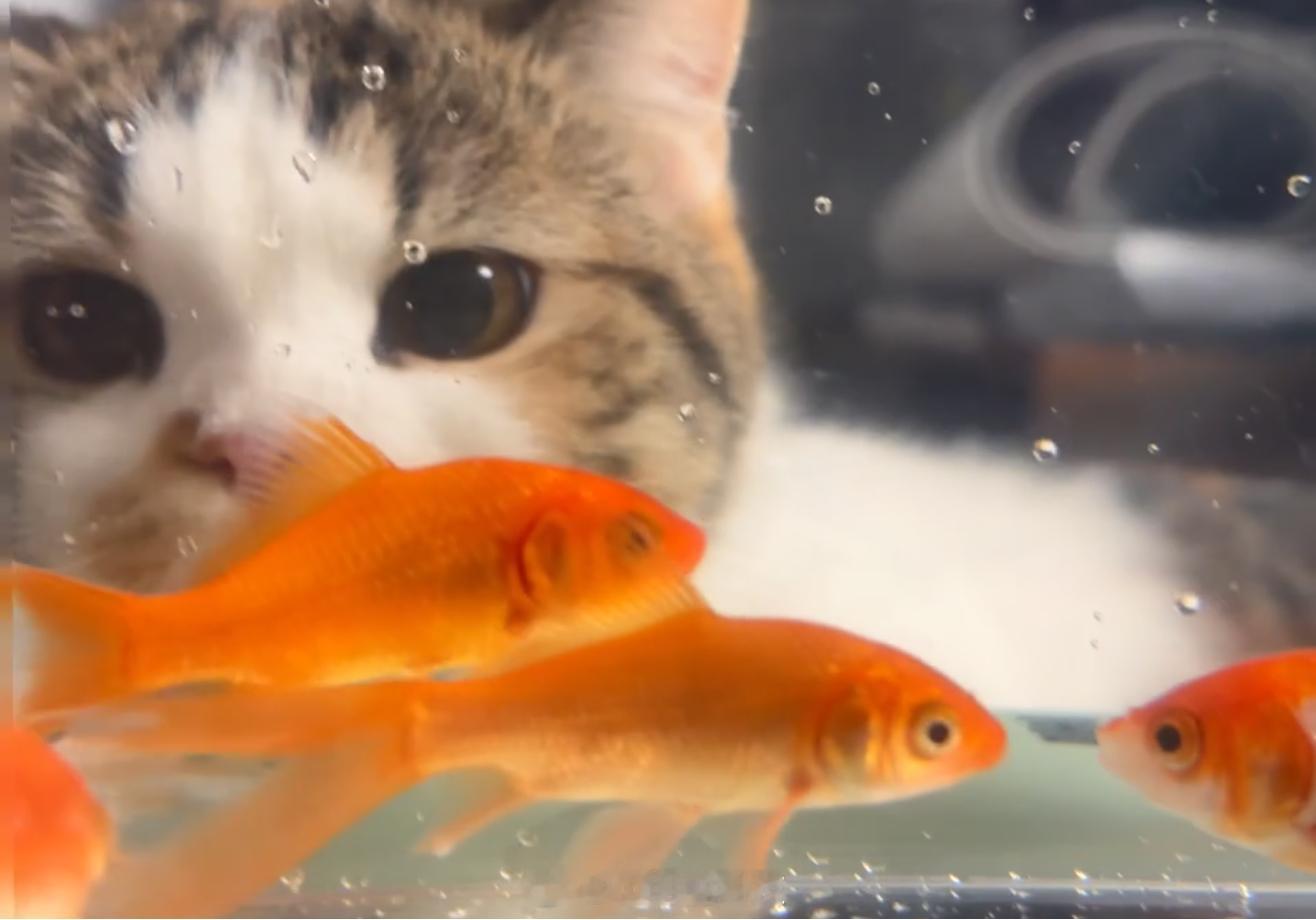 它有什么坏心思呢，不过是想把鱼鱼嗷呜一口吃进嘴里罢了。 