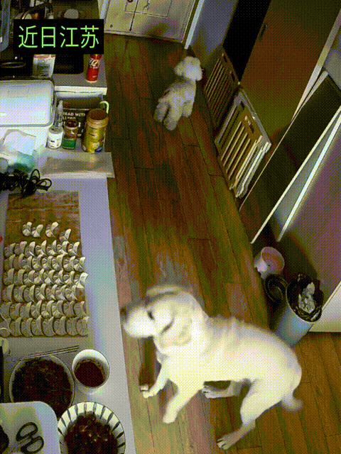 近日江苏，主人不在家，大狗偷饺子吃，小狗帮忙把门望风，大狗偷吃饺子的速度非常快，