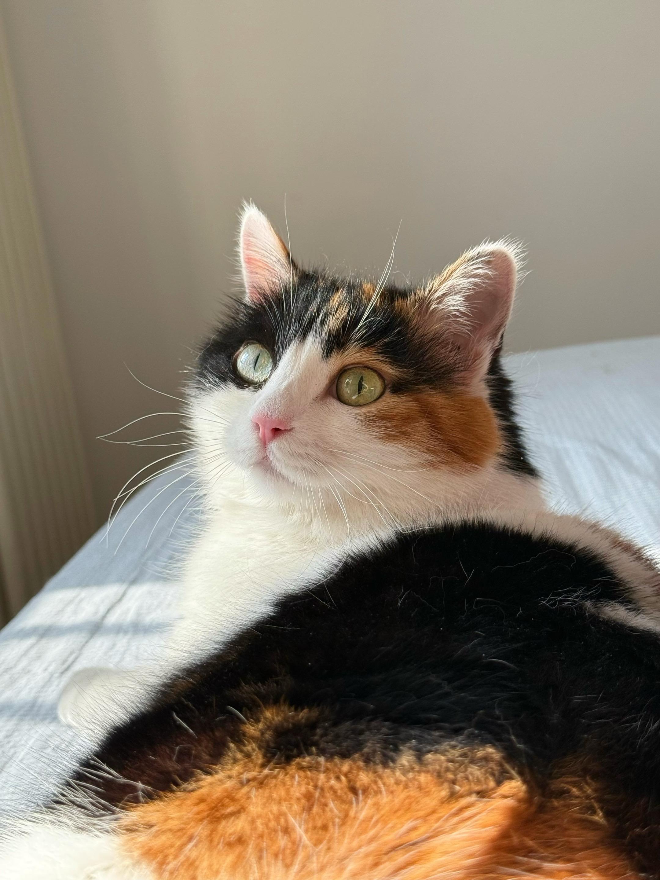 端庄优雅的10岁大小姐。