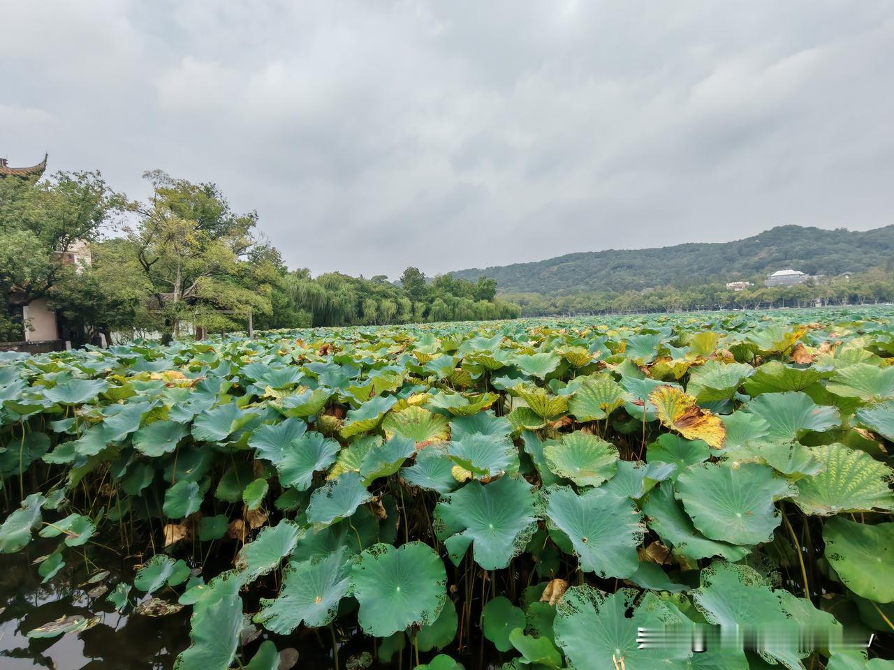 农历8月间，“映日荷花别样红”的花瓣早已凋零成泥，也有些许“西风凋碧树”的残叶枯