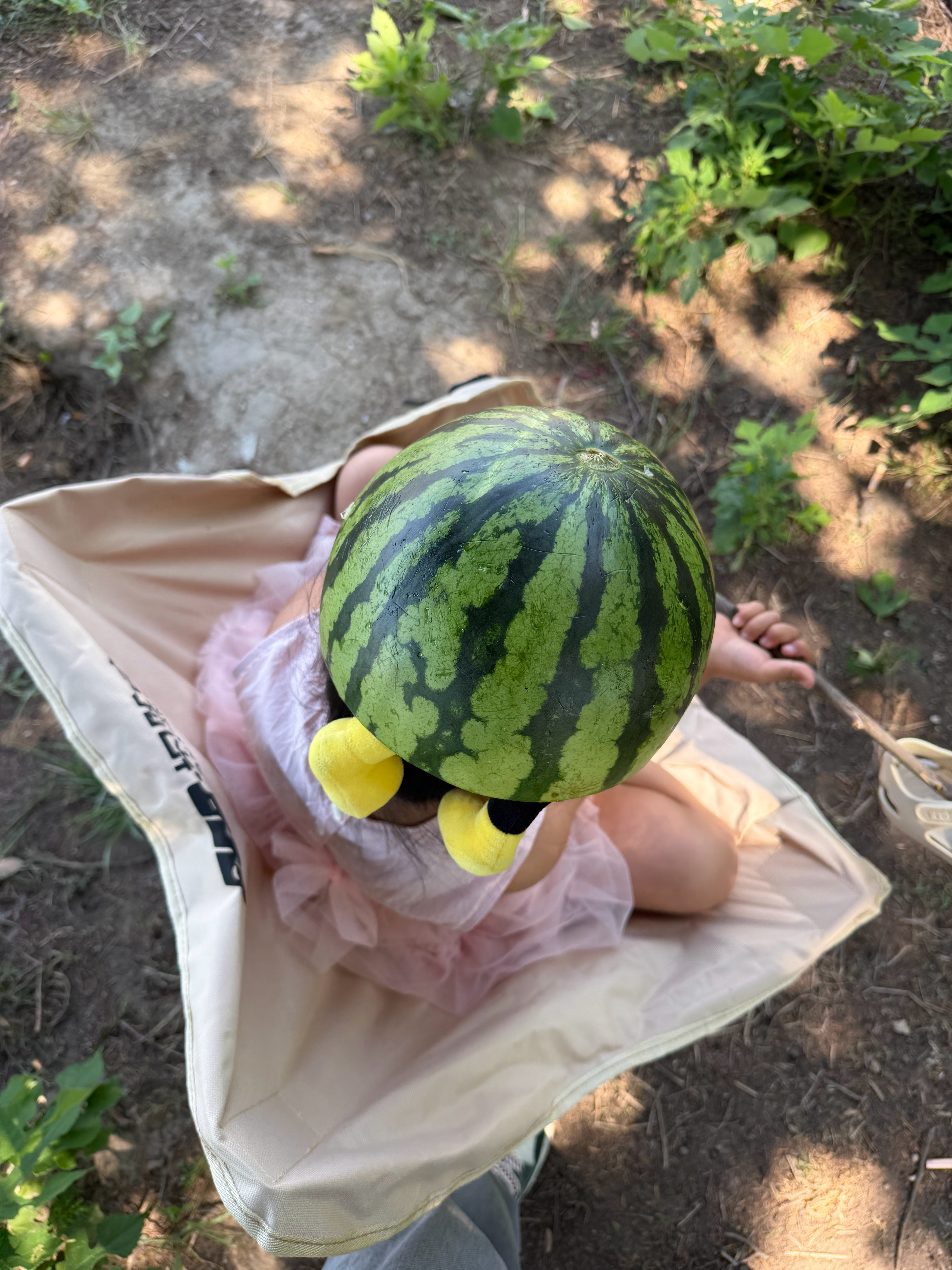 这个天气，搬一把露营椅往公园树底下一坐，小风一吹，一家人炫半拉冰镇西瓜最爽了，吃