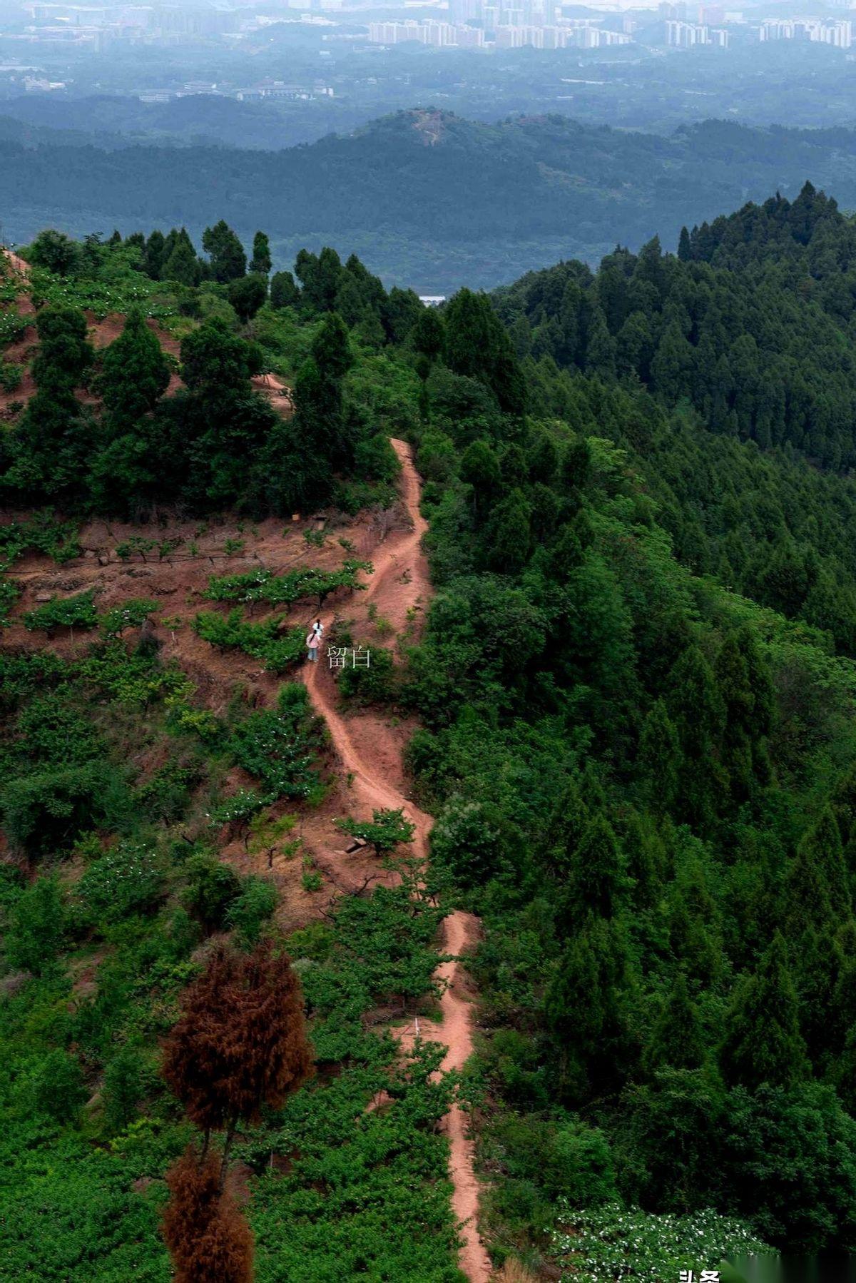 成都发布一条视频，龙泉山，出现野生豹猫。镜头里，那家伙警惕地穿梭，身形矫健，谁能