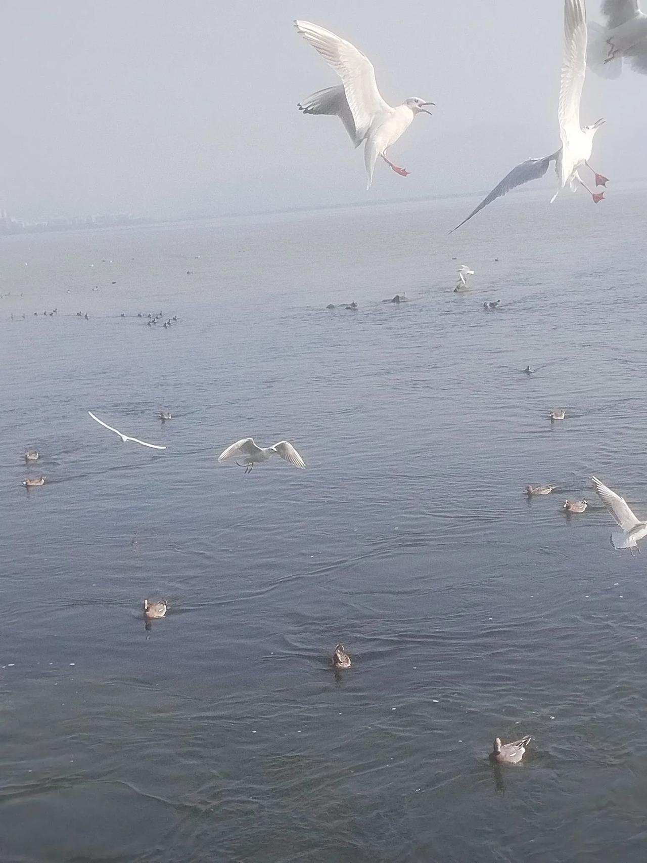 一张照片证明你今年去哪玩了undefined元旦放假，深圳湾公园看海鸥一群，漂亮