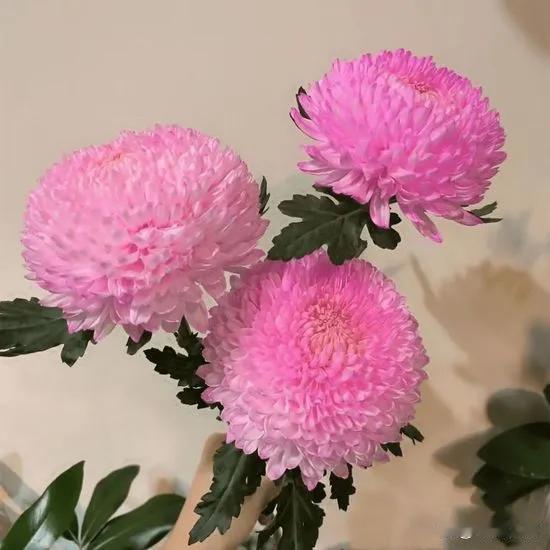 下联：露润花魂菊韵幽
解析：“风摇雪影梅香远”着眼于风、雪、梅构成的冬日之景。“