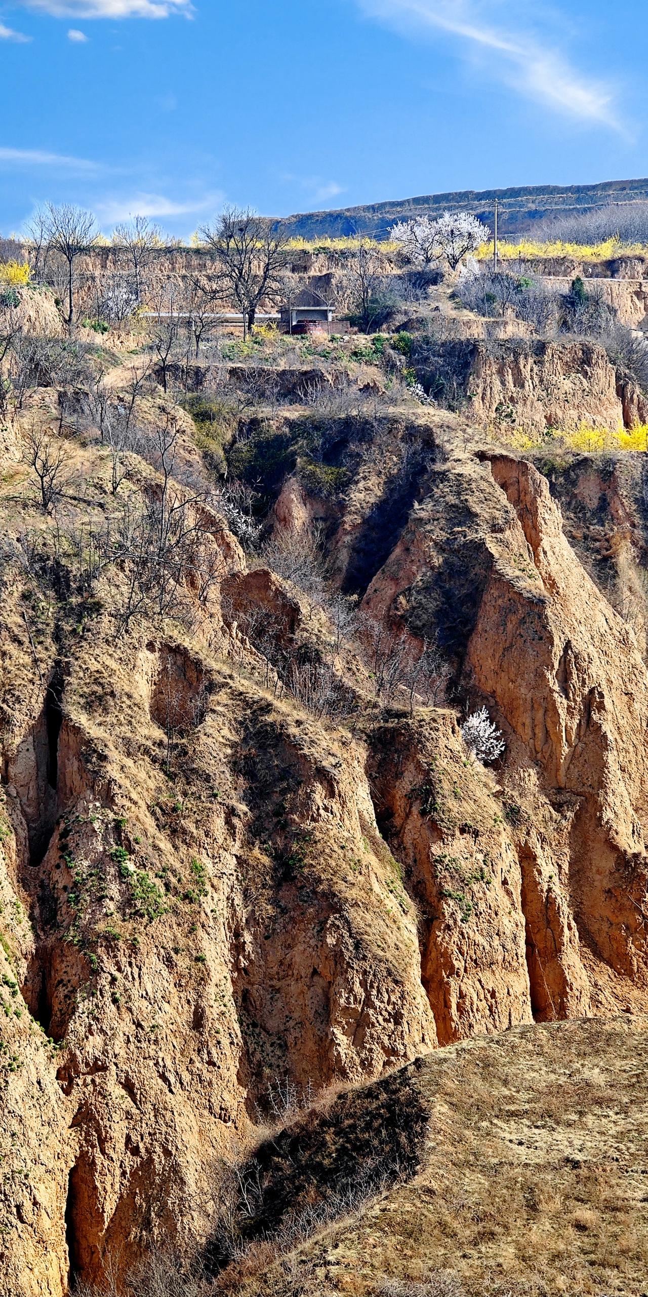黄土塬上的春信
离清明尚有十余天，晋南小县平陆那千沟万壑的黄土塬，仍披着冬日的苍