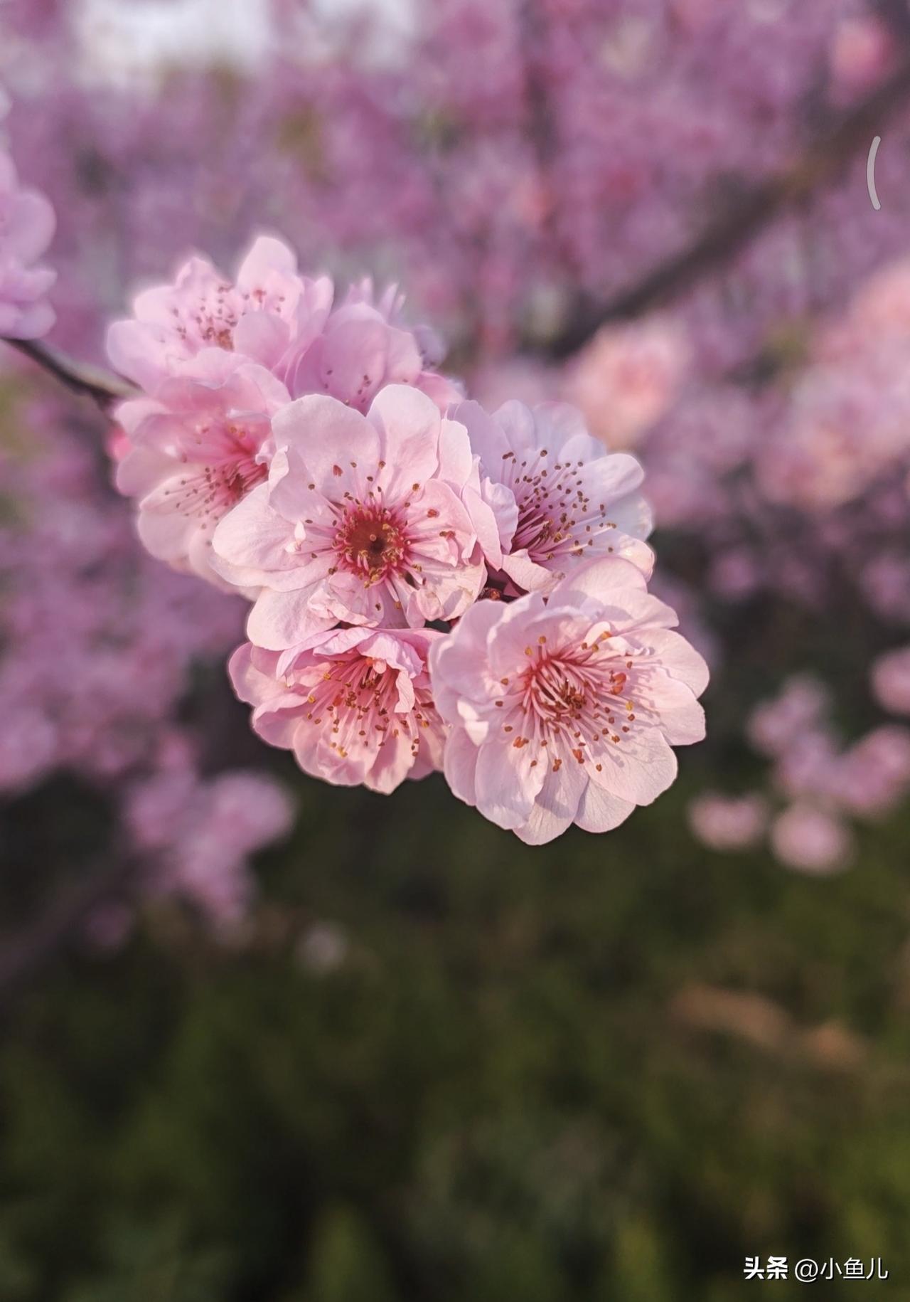 路边这株桃花就这么悄悄开了，没有刻意打扮，安安静静站在那儿，却一眼就让人心里软下
