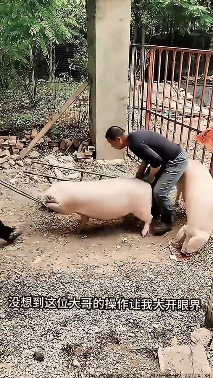原本以为抓猪是件棘手事，没想到这位大哥的操作让我大开眼界。只见他身手敏捷，快准狠