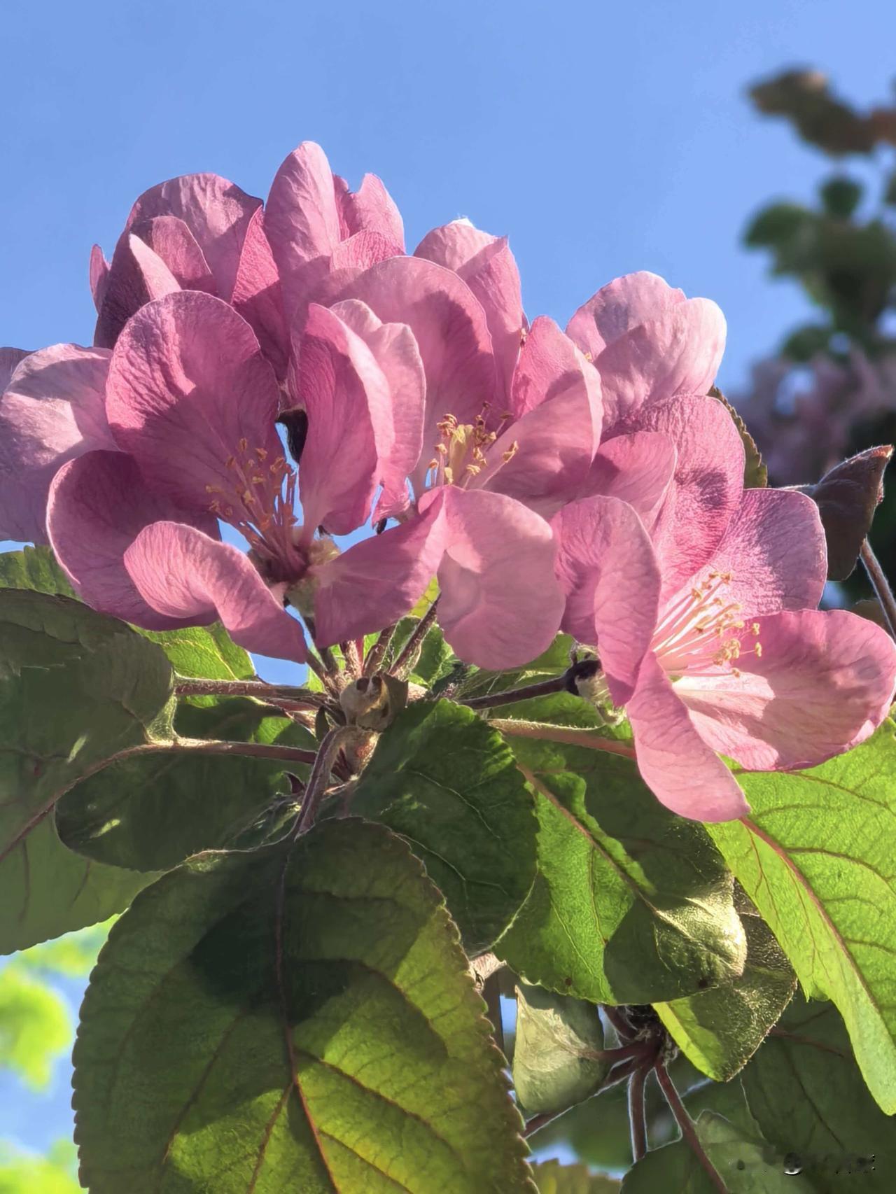 分享一张花朵照片