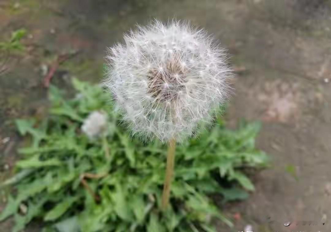 加拿大研究：蒲公英可在48小时内杀死98%的癌细胞，科学还是谣言
 
小区里的张