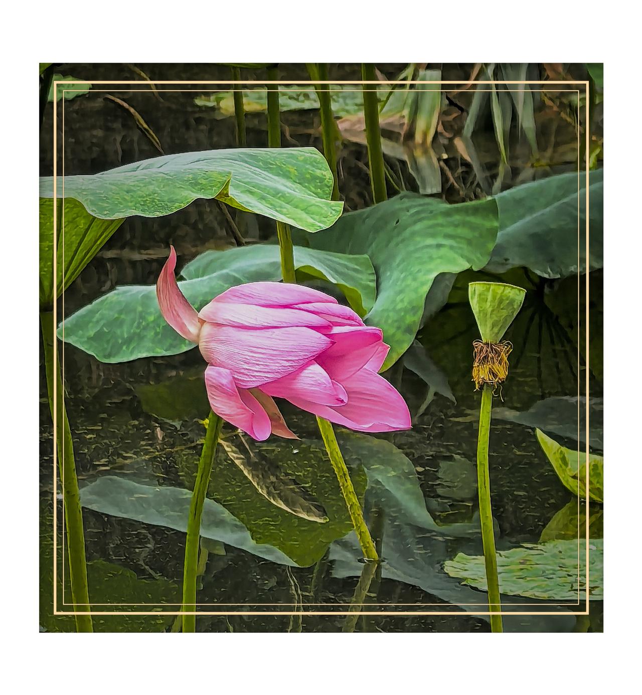 紫竹院公园赏荷花