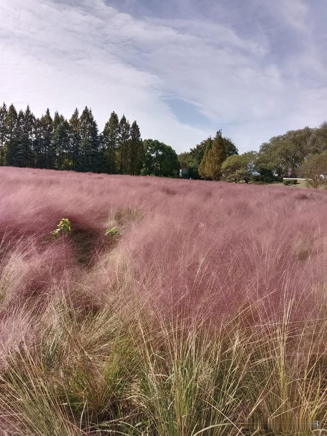 粉黛子花海
#晒晒我相册里最美的风景# 
湿地公园的粉黛子花海，大片大片的，就像