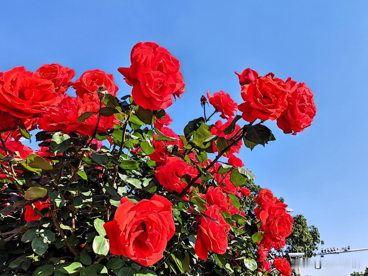 蓝天白云下的红月季，浪漫满溢！🌹🌞