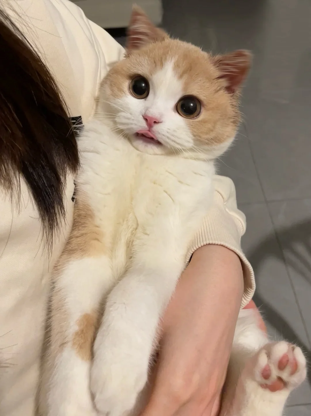 你好好在家当猫，妈妈出去给人当狗了🥹🥹