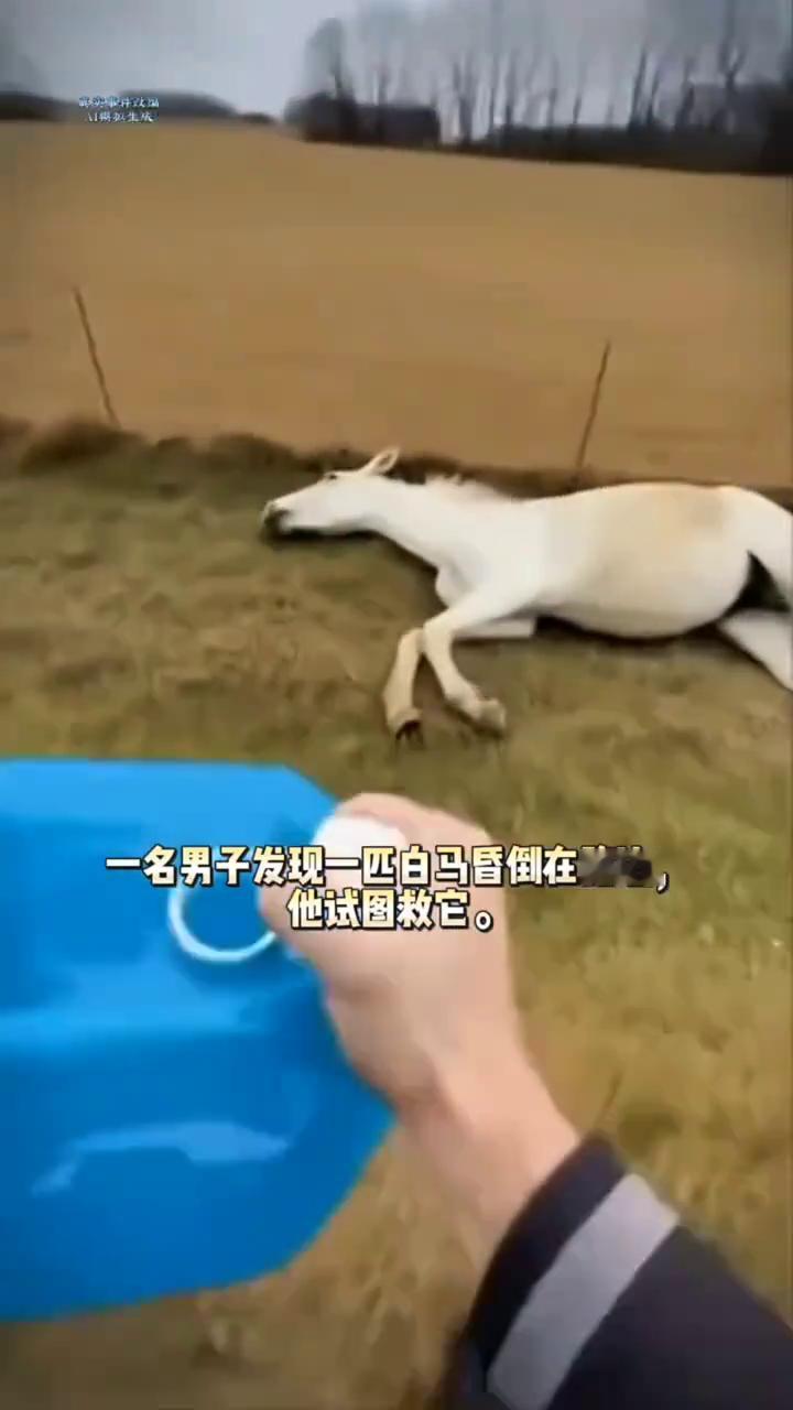 营救小马。
一名男子发现一匹白马昏倒在路边，他试图救它。
嘿，来吧，看着我。这，