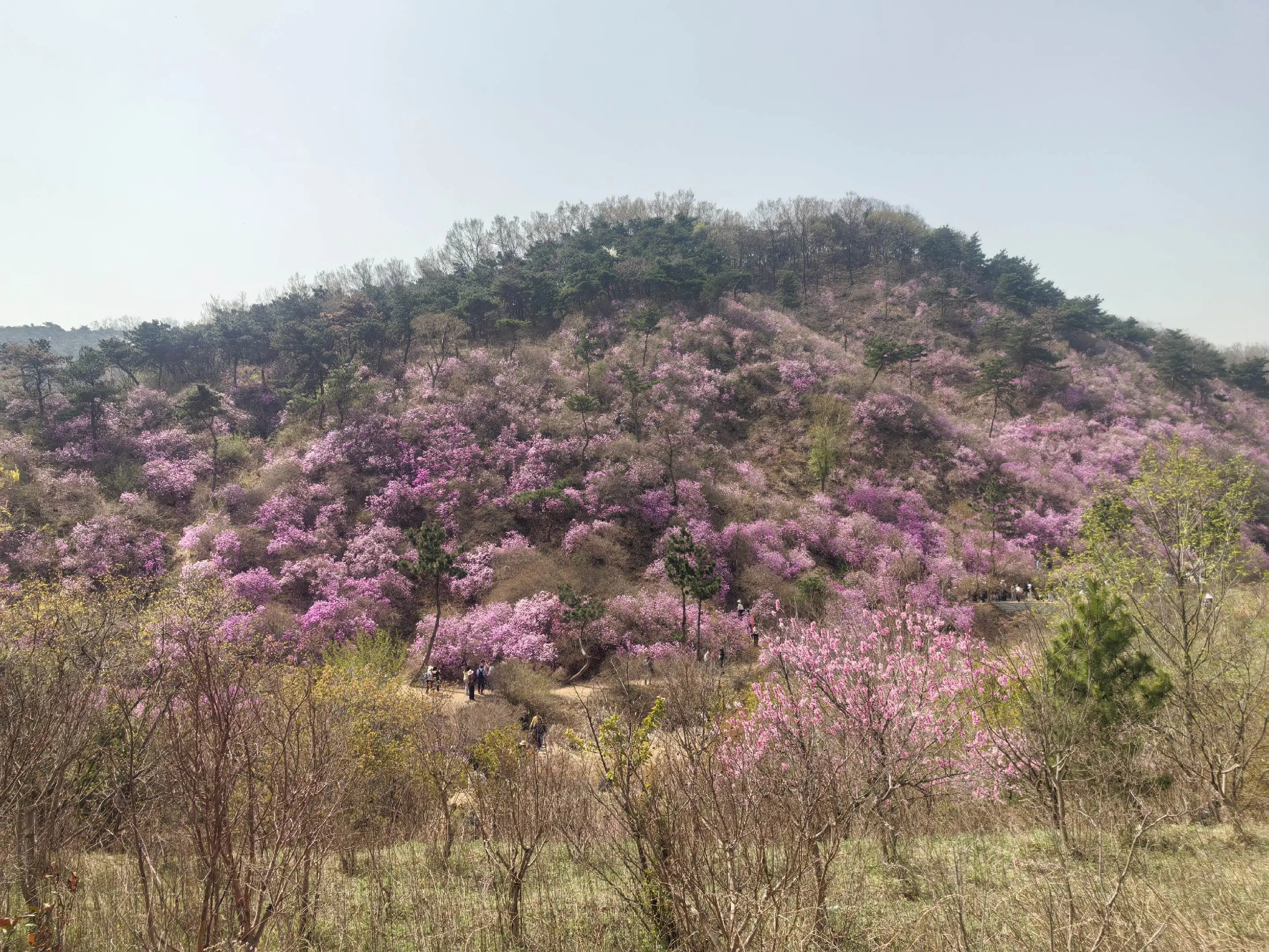 杜鹃山，五莲九仙山