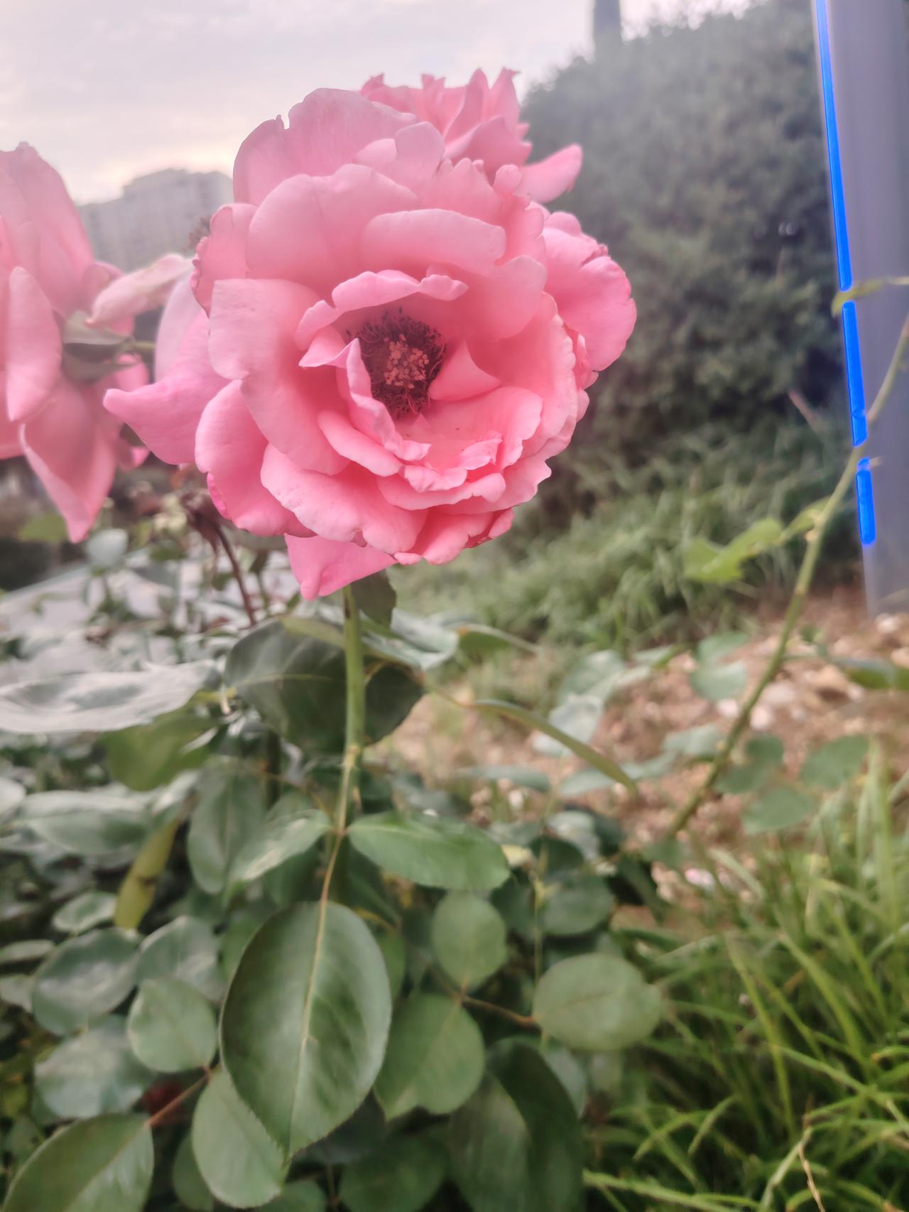 相册里的花花草草美丽的月季花。他在初夏天盛开。花期长，花蕊迷人。有好多颜色。