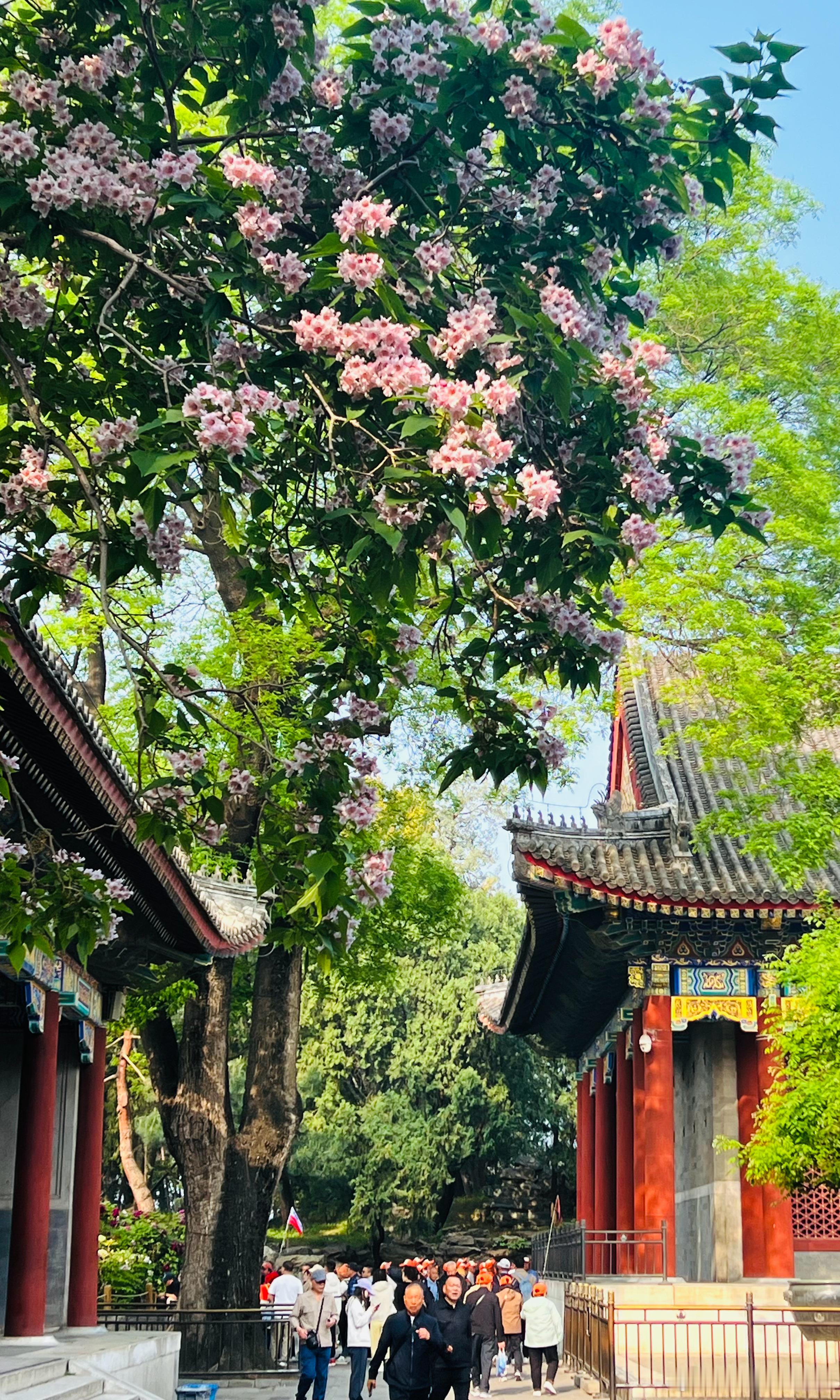 颐和园 楸树花开摄影