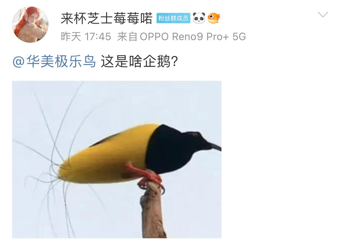 十二线极乐鸟名字跟它屁股上的毛毛一样潦草！ ​​​