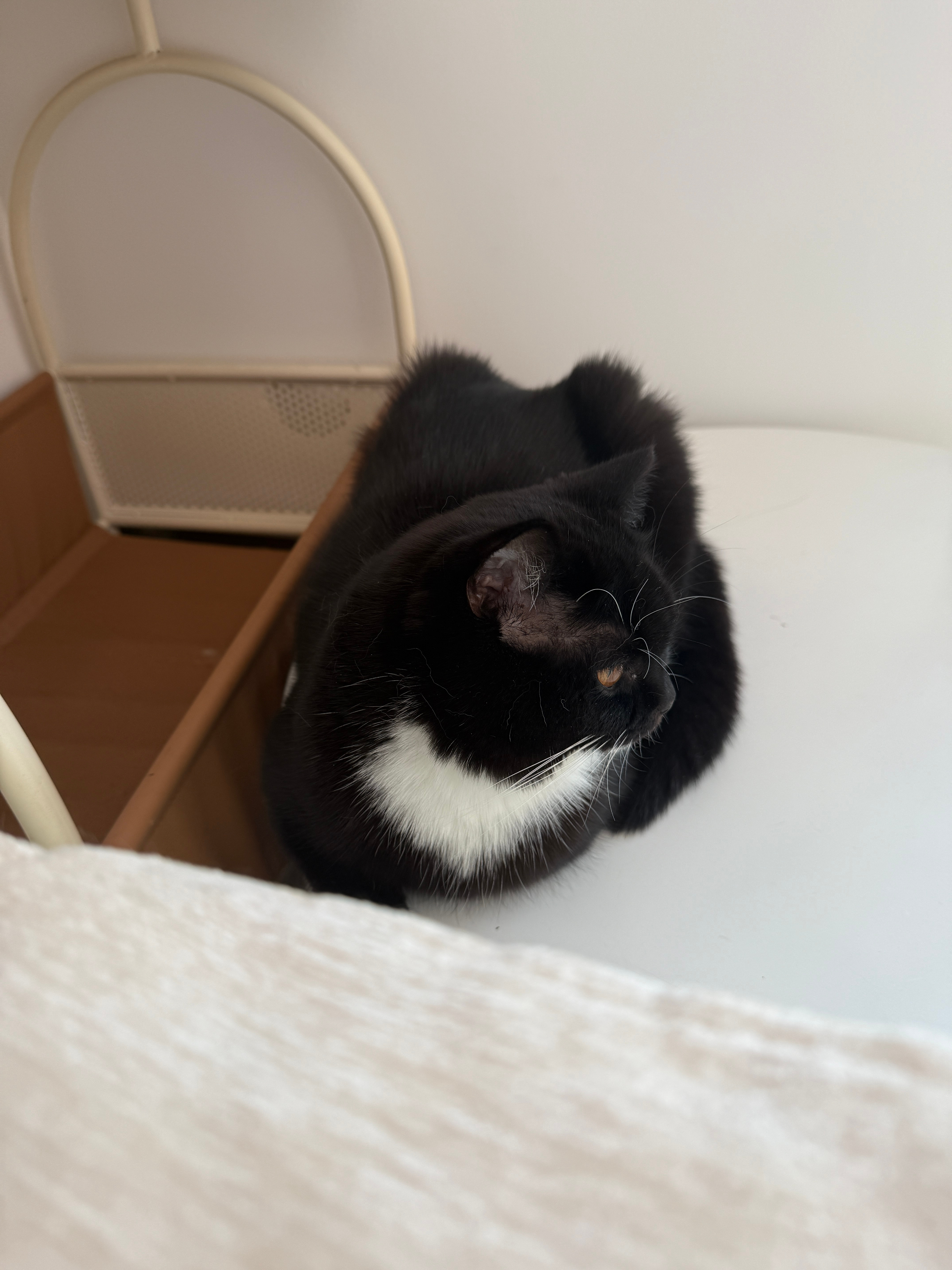 😽山竹宝宝 