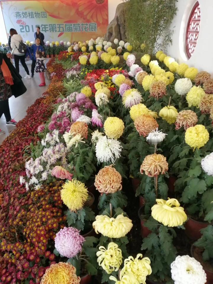 晒一晒随手一拍美丽的花朵